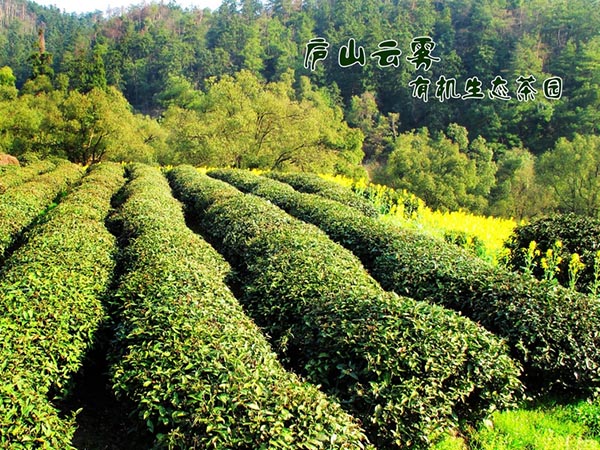 品茗論道
